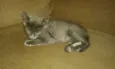 CHARLOTE E ZEUS