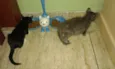 CHARLOTE E ZEUS