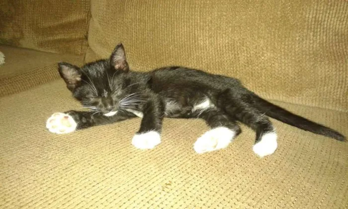 Gato ra a SRD idade 2 a 6 meses nome CHARLOTE E ZEUS