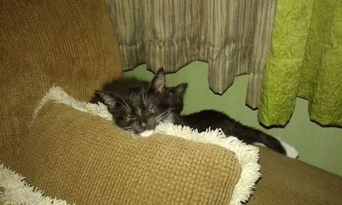 Gato ra a SRD idade 2 a 6 meses nome CHARLOTE E ZEUS