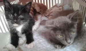Gato raça SRD idade 2 a 6 meses nome CHARLOTE E ZEUS