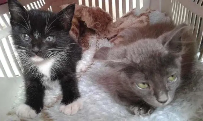 Gato ra a SRD idade 2 a 6 meses nome CHARLOTE E ZEUS