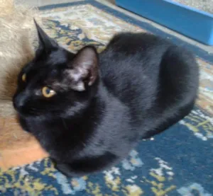 Gato raça SRD idade 1 ano nome OLGA