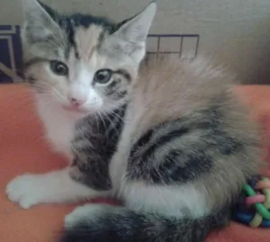 Gato raça SRD idade 2 a 6 meses nome BELLA