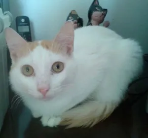 Gato raça SRD idade 1 ano nome fritz