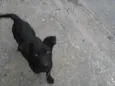 Pantera
