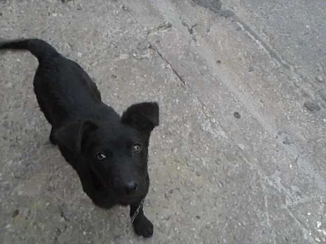 Cachorro ra a vira lata idade 7 a 11 meses nome Pantera