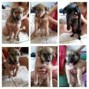 Cachorro raça Não sei idade 2 a 6 meses nome Não tem ainda 