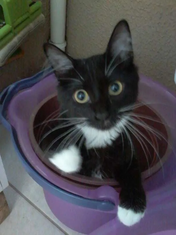 Gato ra a SRD idade 7 a 11 meses nome Peteca