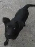 Pantera