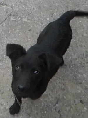 Cachorro raça vira lata idade 7 a 11 meses nome Pantera