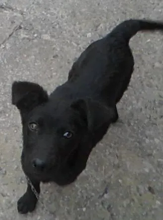 Cachorro ra a vira lata idade 7 a 11 meses nome Pantera