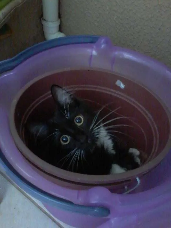 Gato ra a SRD idade 7 a 11 meses nome Peteca
