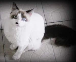 Gato raça Angorá idade 1 ano nome princesa 