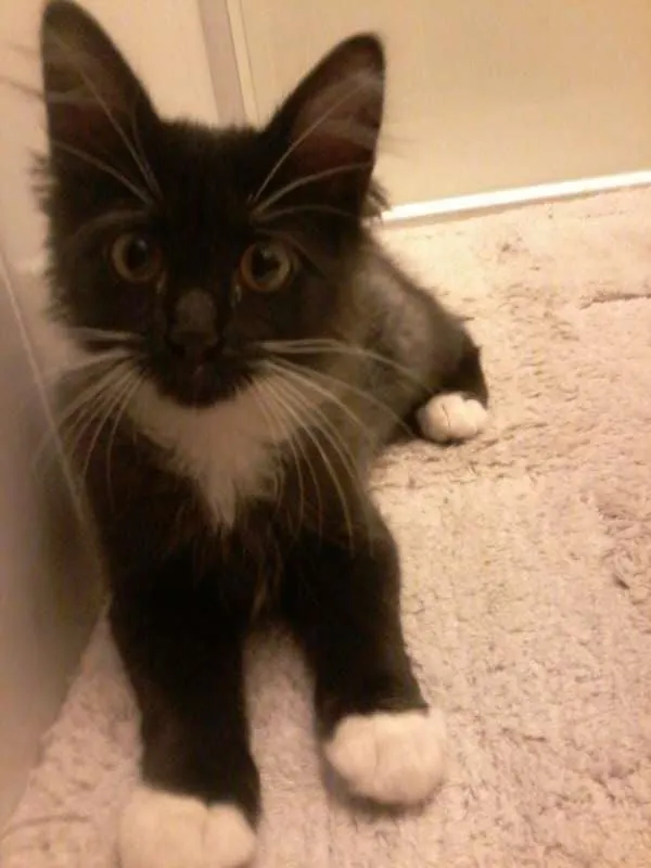 Gato ra a SRD idade 7 a 11 meses nome Peteca