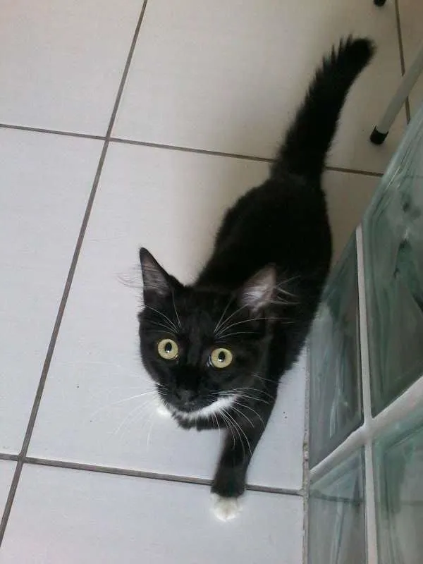 Gato ra a SRD idade 7 a 11 meses nome Peteca