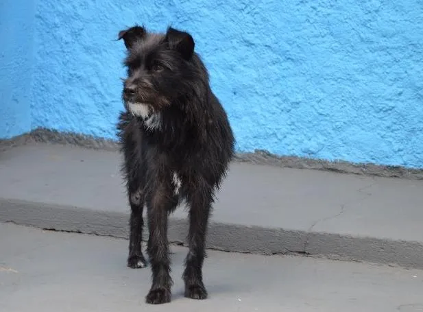 Cachorro ra a SRD idade 1 ano nome pretinha