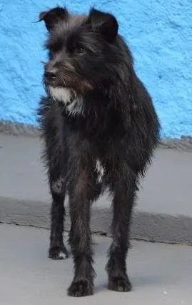 Cachorro raça SRD idade 1 ano nome pretinha