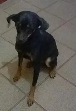 Cachorro ra a pintché idade 3 anos nome safira