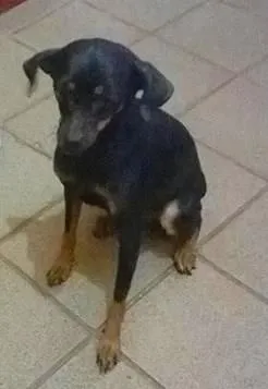 Cachorro ra a pintché idade 3 anos nome safira