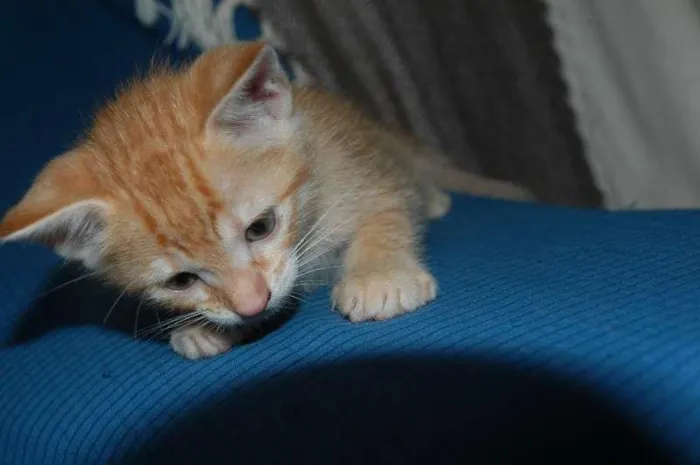 Gato ra a nao idade 2 a 6 meses nome sem nome