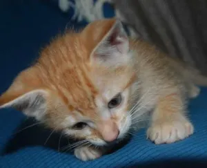 Gato raça nao idade 2 a 6 meses nome sem nome