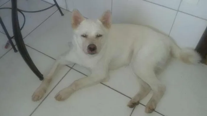 Cachorro raça Akita idade 1 ano nome Nina