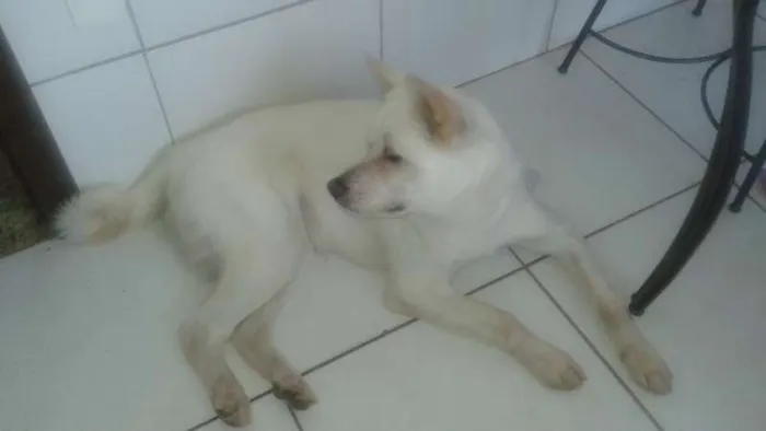 Cachorro raça Akita idade 1 ano nome Nina