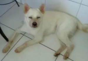 Cachorro raça Akita idade 1 ano nome Nina