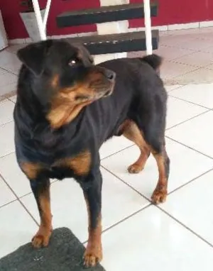 Cachorro raça Rottweiler idade 5 anos nome Bruce