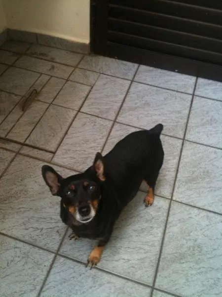 Cachorro ra a  idade 6 ou mais anos nome Guapa
