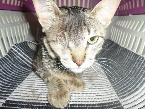 Gato ra a  idade 2 a 6 meses nome Fiona