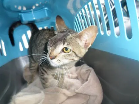 Gato ra a  idade 2 a 6 meses nome Fiona