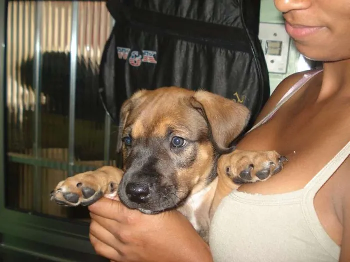 Cachorro ra a viralata idade 2 a 6 meses nome Aikos