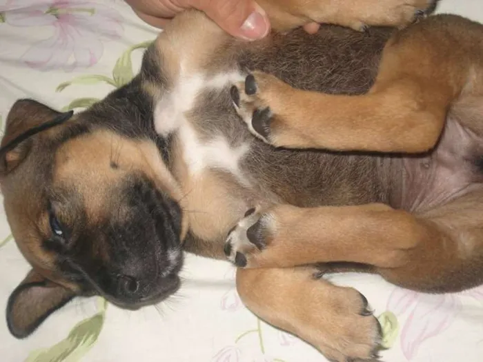 Cachorro ra a viralata idade 2 a 6 meses nome Aikos