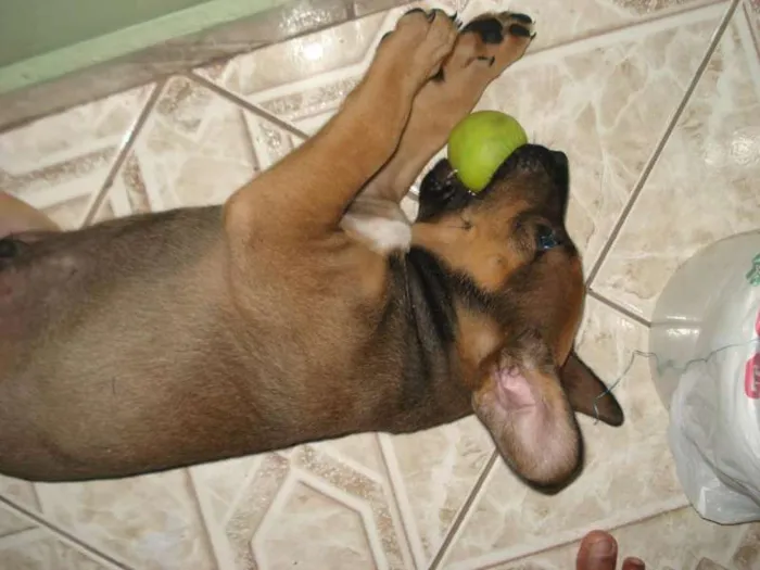 Cachorro ra a viralata idade 2 a 6 meses nome Aikos