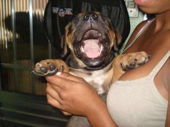 Cachorro ra a viralata idade 2 a 6 meses nome Aikos
