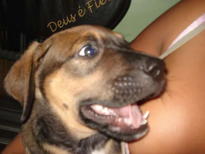 Cachorro ra a viralata idade 2 a 6 meses nome Aikos