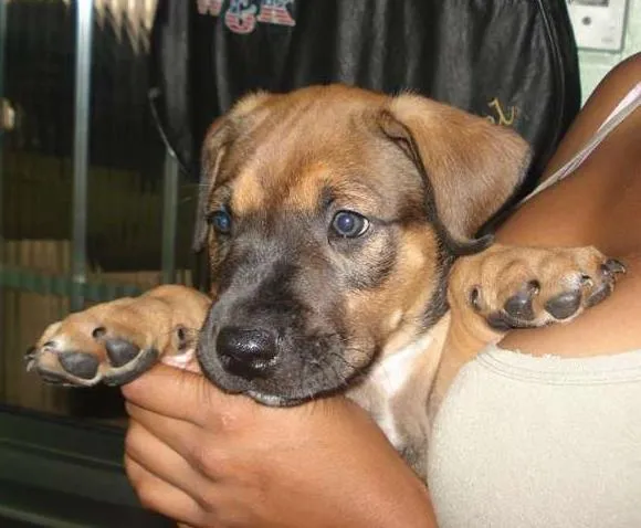 Cachorro ra a viralata idade 2 a 6 meses nome Aikos