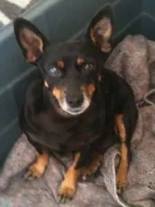 Cachorro ra a  idade 6 ou mais anos nome Guapa