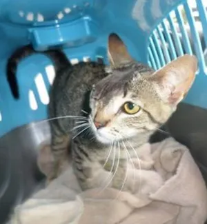 Gato raça  idade 2 a 6 meses nome Fiona