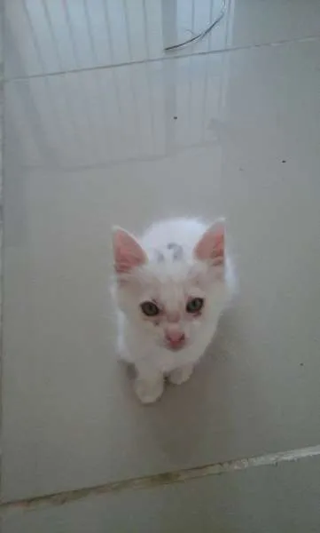 Gato ra a SRD idade 2 a 6 meses nome Branquinhos