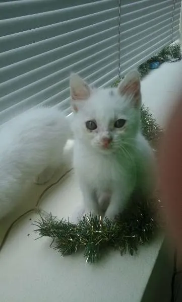 Gato ra a SRD idade 2 a 6 meses nome Branquinhos