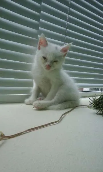 Gato ra a SRD idade 2 a 6 meses nome Branquinhos