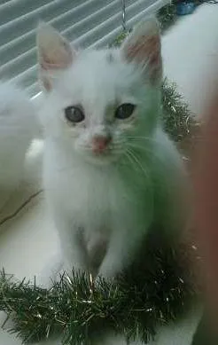Gato raça SRD idade 2 a 6 meses nome Branquinhos