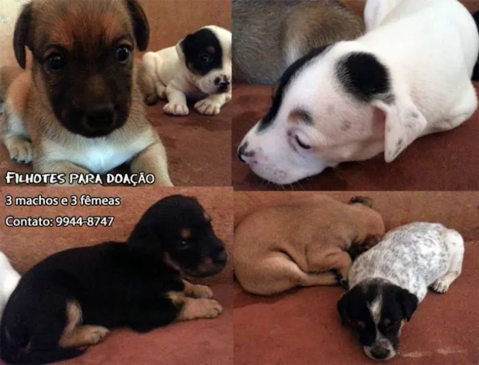 Cachorro ra a Srd idade  nome Lindos filhotes
