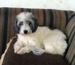 Cachorro raça Mix Poodle idade  nome Linda mocinha