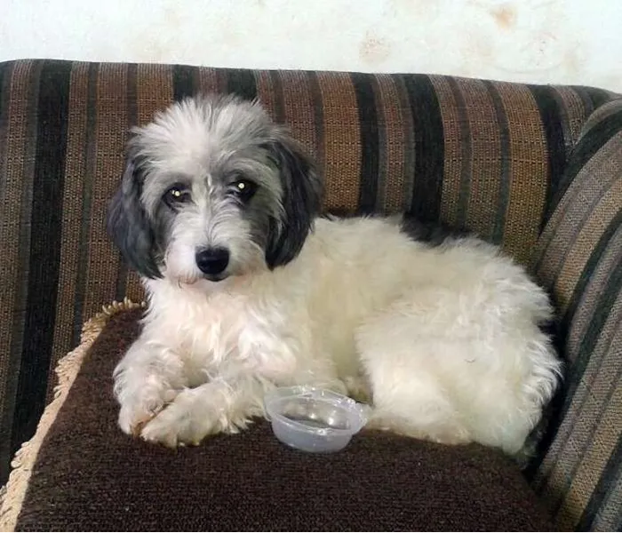 Cachorro ra a Mix Poodle idade nome Linda mocinha