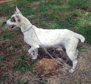 Cachorro raça SRD idade  nome Linda cadelinha