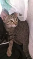 Mônica